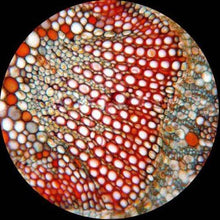 Load image into Gallery viewer, AmScope Kids Beginner Microscope STEM Kit - 120X-1200X 52pcs - CHARMERRY